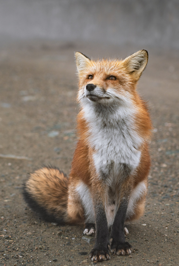 Fox Sitting on the Ground